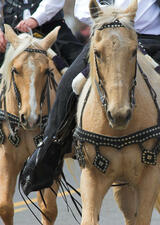 Horse and rider in parade