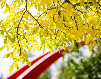 UCalgary Arch